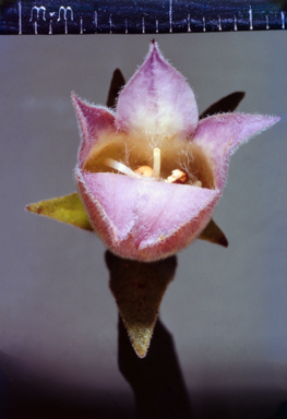 APII jpeg image of Eremophila  © contact APII