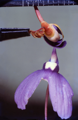 APII jpeg image of Eremophila maculata  © contact APII