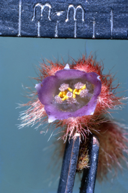 APII jpeg image of Thunbergia grandiflora  © contact APII