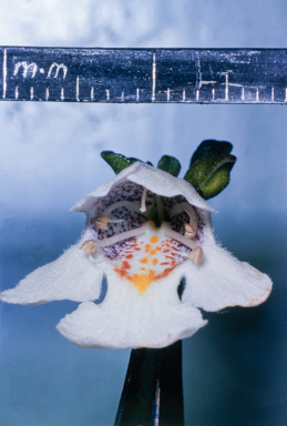 APII jpeg image of Prostanthera cuneata  © contact APII