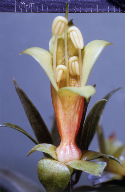 APII jpeg image of Lachnostachys eriobotrya  © contact APII