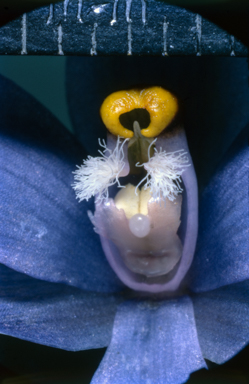 APII jpeg image of Thelymitra aristata  © contact APII