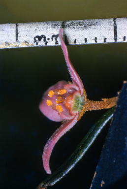 APII jpeg image of Boronia rosmarinifolia  © contact APII