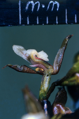 APII jpeg image of Prasophyllum brevilabre  © contact APII