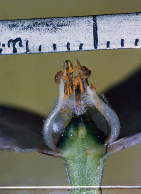 APII jpeg image of Eriostemon australasius  © contact APII