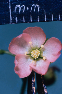 APII jpeg image of Drosera peltata  © contact APII