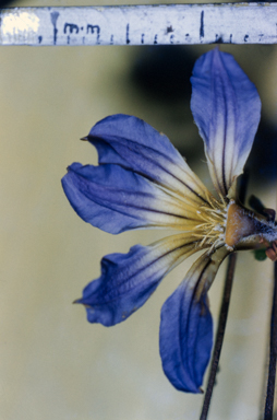 APII jpeg image of Scaevola calendulacea  © contact APII