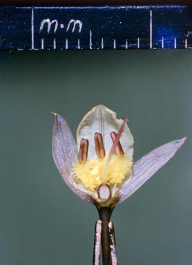 APII jpeg image of Arthropodium  © contact APII