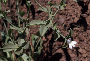 APII jpeg image of Goodenia azurea subsp. azurea  © contact APII