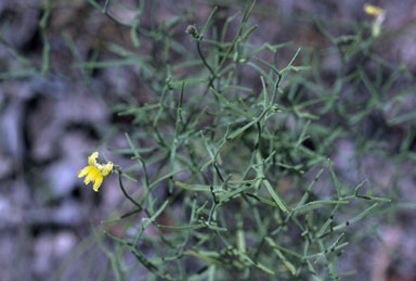 APII jpeg image of Goodenia cirrifica  © contact APII