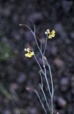 APII jpeg image of Goodenia lamprosperma  © contact APII