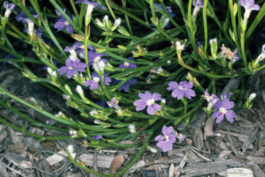 APII jpeg image of Dampiera parvifolia  © contact APII