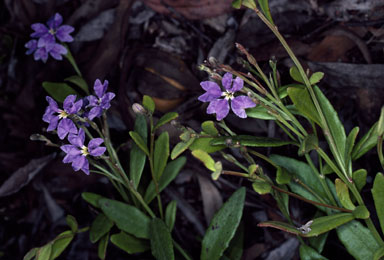 APII jpeg image of Dampiera stricta  © contact APII