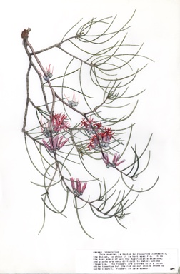 APII jpeg image of Amyema linophylla  © contact APII