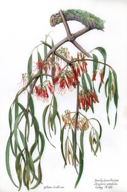 APII jpeg image of Amyema pendula subsp. longifolia  © contact APII