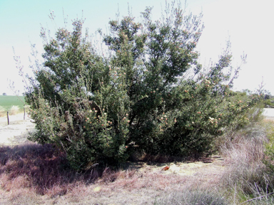APII jpeg image of Banksia cuneata  © contact APII