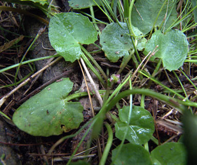 APII jpeg image of Centella asiatica  © contact APII