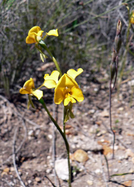 APII jpeg image of Diuris aequalis  © contact APII