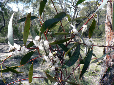 APII jpeg image of Eucalyptus pauciflora  © contact APII