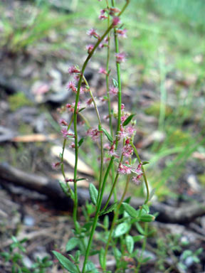 APII jpeg image of Gonocarpus tetragynus  © contact APII