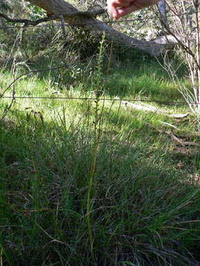 APII jpeg image of Microtis oblonga  © contact APII