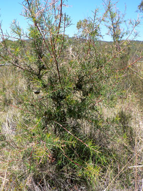 APII jpeg image of Hakea sericea  © contact APII