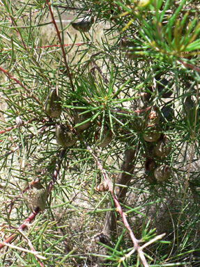 APII jpeg image of Hakea sericea  © contact APII