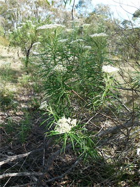 APII jpeg image of Cassinia longifolia  © contact APII