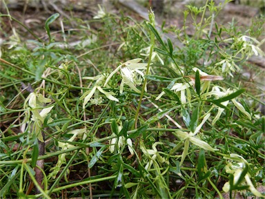 APII jpeg image of Clematis leptophylla  © contact APII