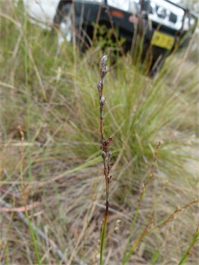 APII jpeg image of Lepidosperma gunnii  © contact APII