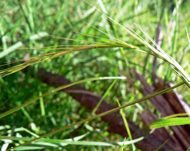 APII jpeg image of Microlaena stipoides  © contact APII