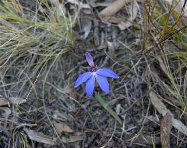 APII jpeg image of Caladenia caerulea  © contact APII