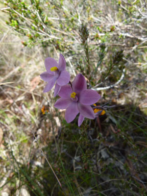 APII jpeg image of Thelymitra rubra  © contact APII