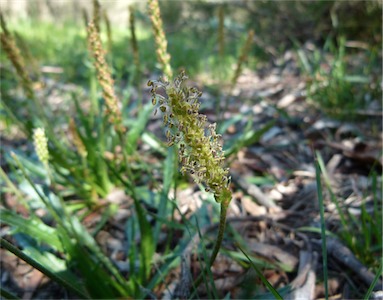 APII jpeg image of Plantago coronopus  © contact APII