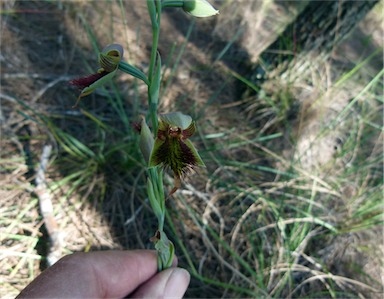 APII jpeg image of Calochilus paludosus  © contact APII