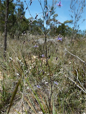 APII jpeg image of Dianella revoluta var. revoluta  © contact APII