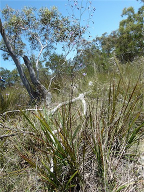 APII jpeg image of Dianella revoluta var. revoluta  © contact APII