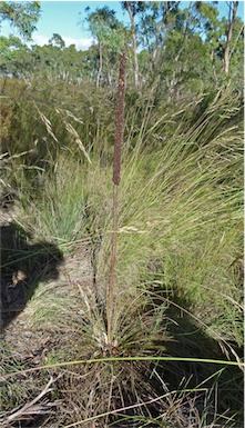 APII jpeg image of Xanthorrhoea concava  © contact APII