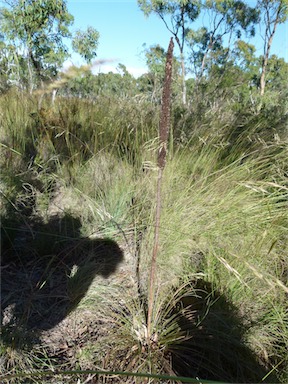 APII jpeg image of Xanthorrhoea concava  © contact APII