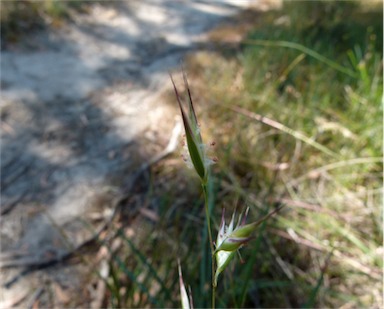 APII jpeg image of Rytidosperma fulvum  © contact APII