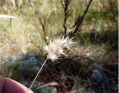 APII jpeg image of Rytidosperma monticola  © contact APII