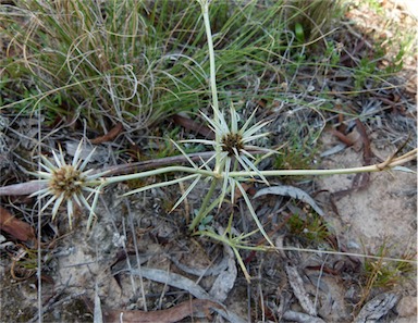 APII jpeg image of Eryngium ovinum  © contact APII