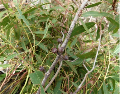 APII jpeg image of Eucalyptus smithii  © contact APII