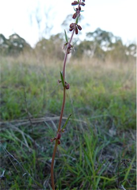 APII jpeg image of Haloragis heterophylla  © contact APII