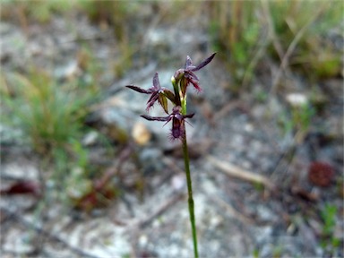 APII jpeg image of Corunastylis ostrina  © contact APII