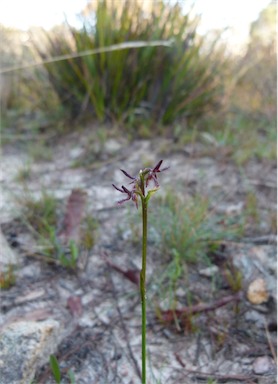 APII jpeg image of Corunastylis ostrina  © contact APII