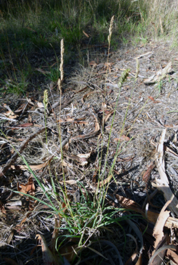 APII jpeg image of Dactylis glomerata  © contact APII