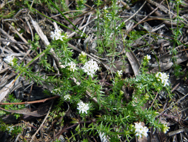 APII jpeg image of Asperula conferta  © contact APII