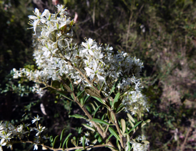 APII jpeg image of Bursaria spinosa subsp. lasiophylla  © contact APII