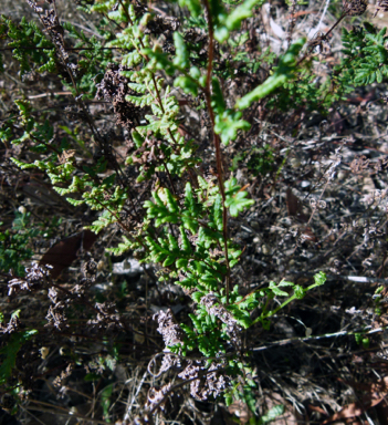 APII jpeg image of Cheilanthes austrotenuifolia  © contact APII